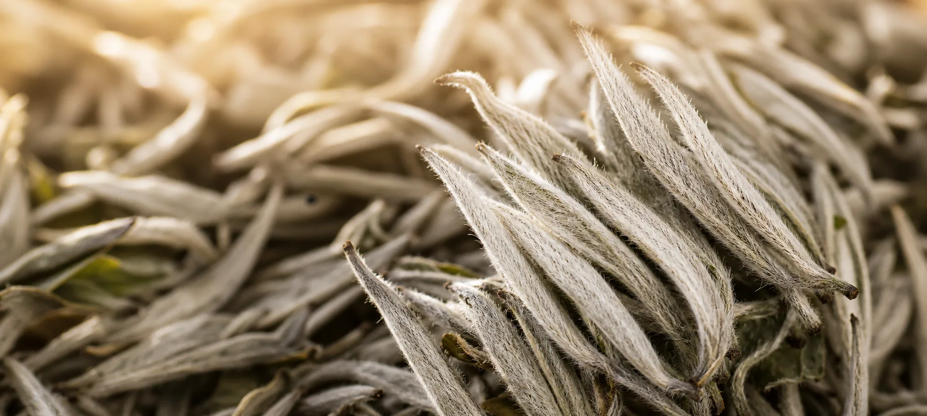 Lv Xue Ya: Presenting Oriental White Tea Aesthetics through Ecology, Craft and Time